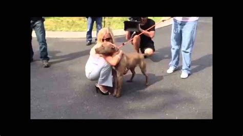 prada the pitbull passed away|Prada the pit bull finds a news home with Villalobos Rescue Center.